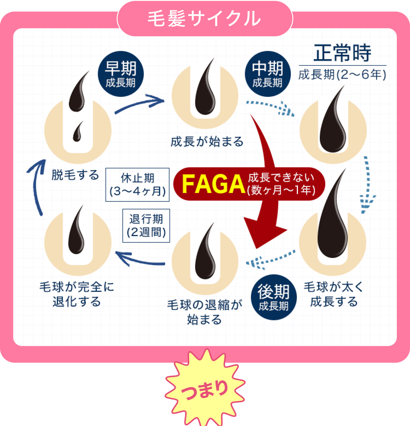 毛髪サイクル