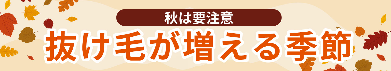 秋は要注意!抜け毛が増える季節