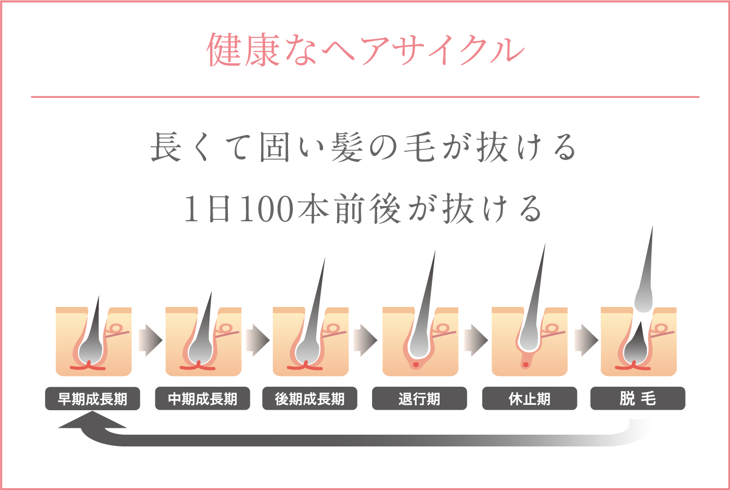 健康なヘアサイクル